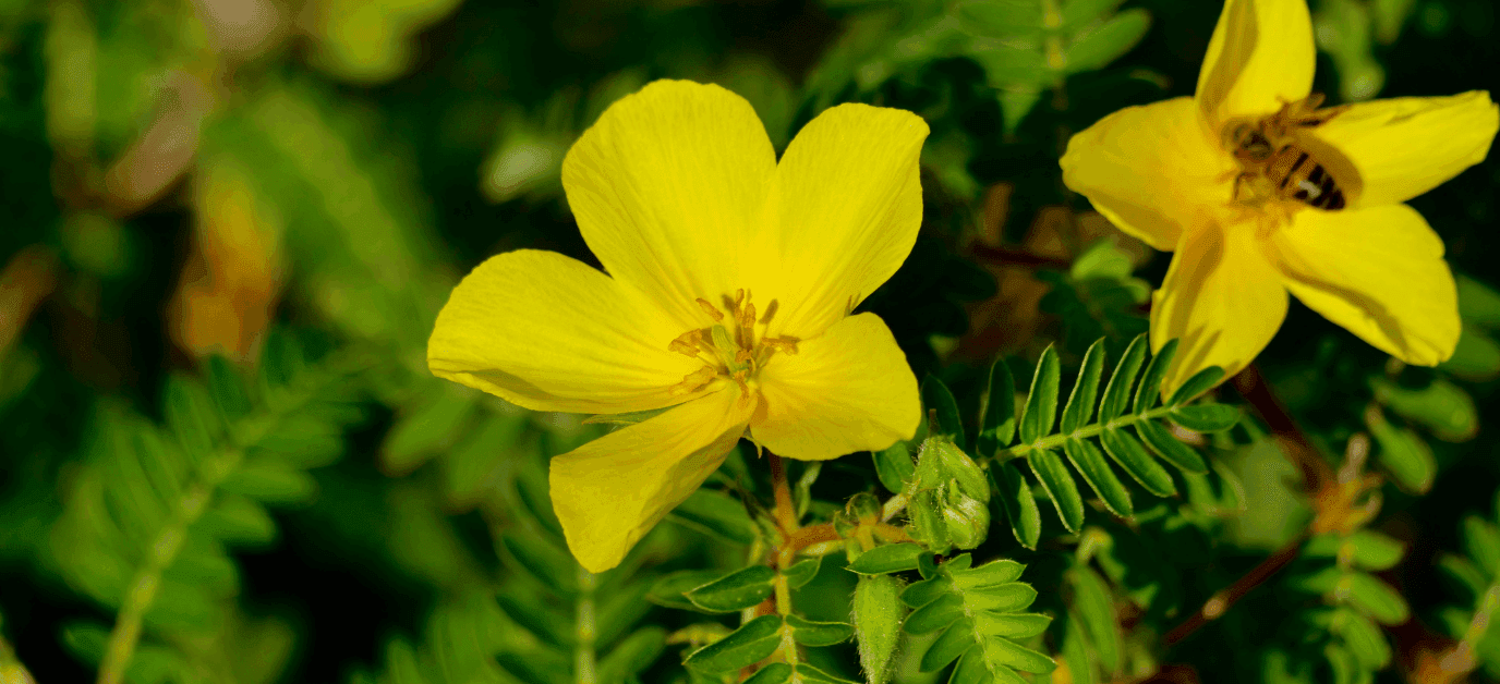 tribulus.png