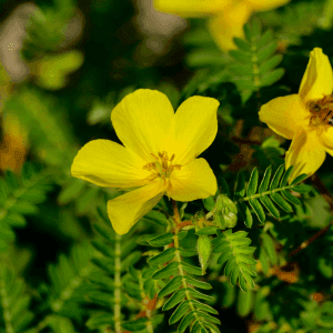 tribulus (1).png
