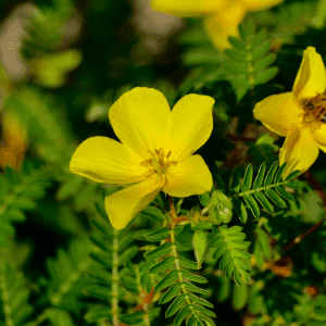 tribulus (1).png